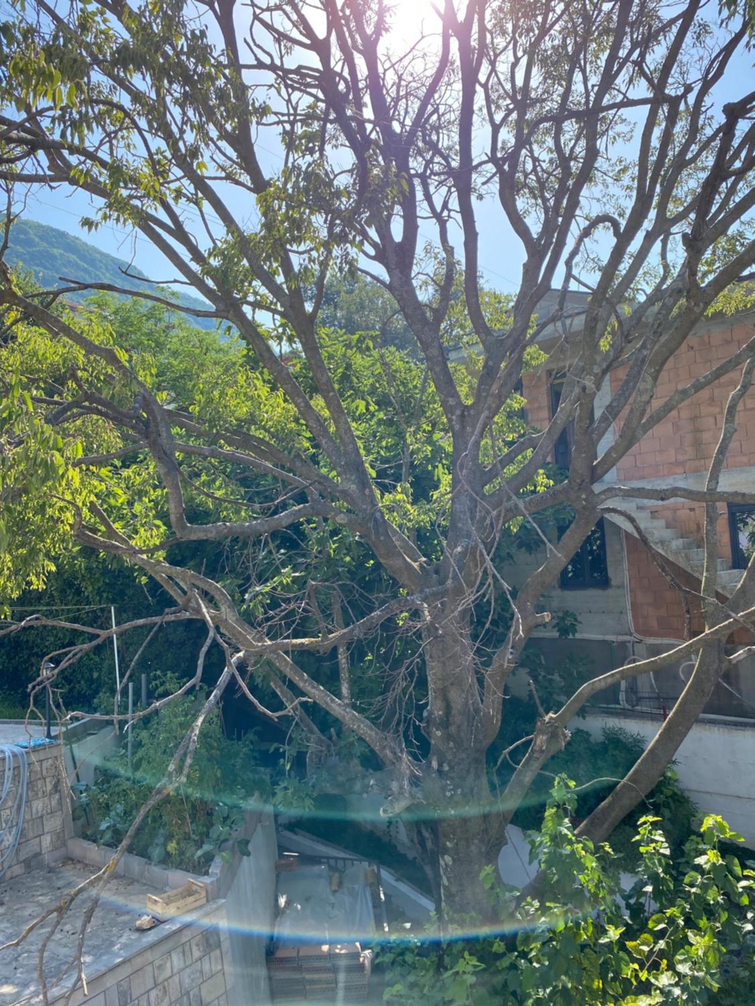 Vila Corovic Kumbor Exterior photo